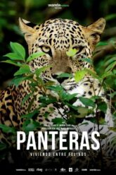 Panteras